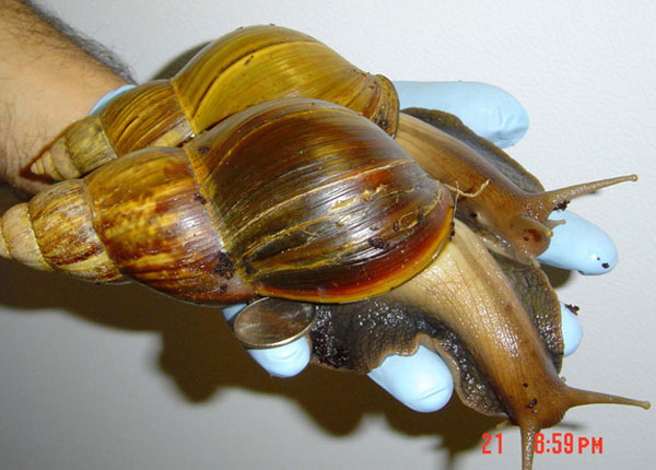 Giant African Land Snails Overwhelm Miami
