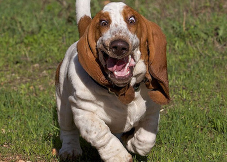 Basset Hounds Running