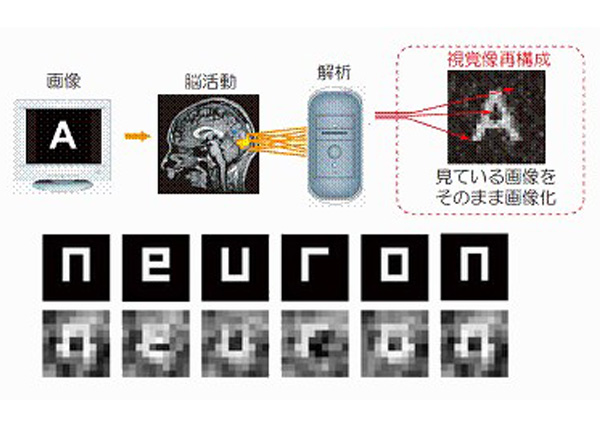 Scientists extract images directly from brain