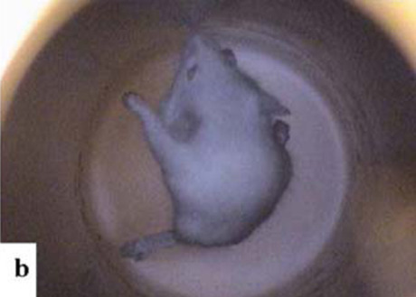 Mice Levitated in Lab